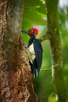 Datel indomalajsky - Dryocopus javensis - White-bellied Woodpecker o0150